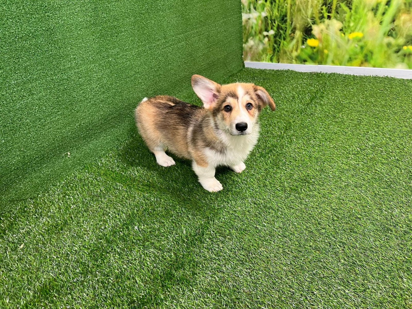 Welsh Corgi male Puppy for sale 010589200